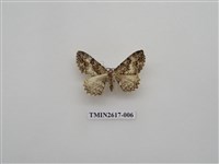 藏品(尺蛾136)的圖片